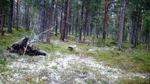 Семья журавлей попала в объектив фотоловушки заповедника «Пасвик»