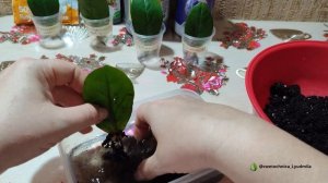 Результат эксперимента с моими удобрениями😍