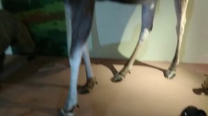 Музей имени Шимановского. Салехард