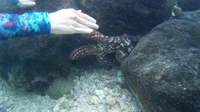 Любопытному осьминогу нравятся рукопожатия @ Bandos, Maldives