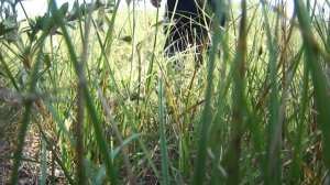 Кладоискатели! Выпуск #0.2 (2012)