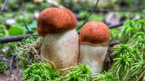 Тихая охота в осеннем лесу | Сбор молодых подосиновиков в сентябре | Грибы 2023