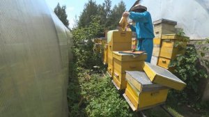 Улей Бобёр в работе 20 лет