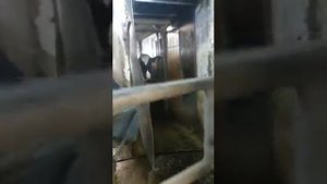 Работа на ферме в Германии