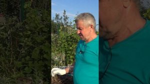 АТ466 голубика в горшках. А почему не в земле. Николай Алексеевич отвечает на комментарии зрителей