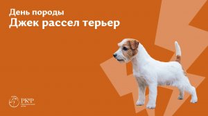 Конференция «День породы Джек рассел терьер», 5 октября 2024 года