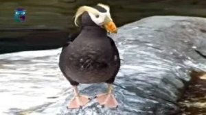 Топорик (Хохлатый топорик)