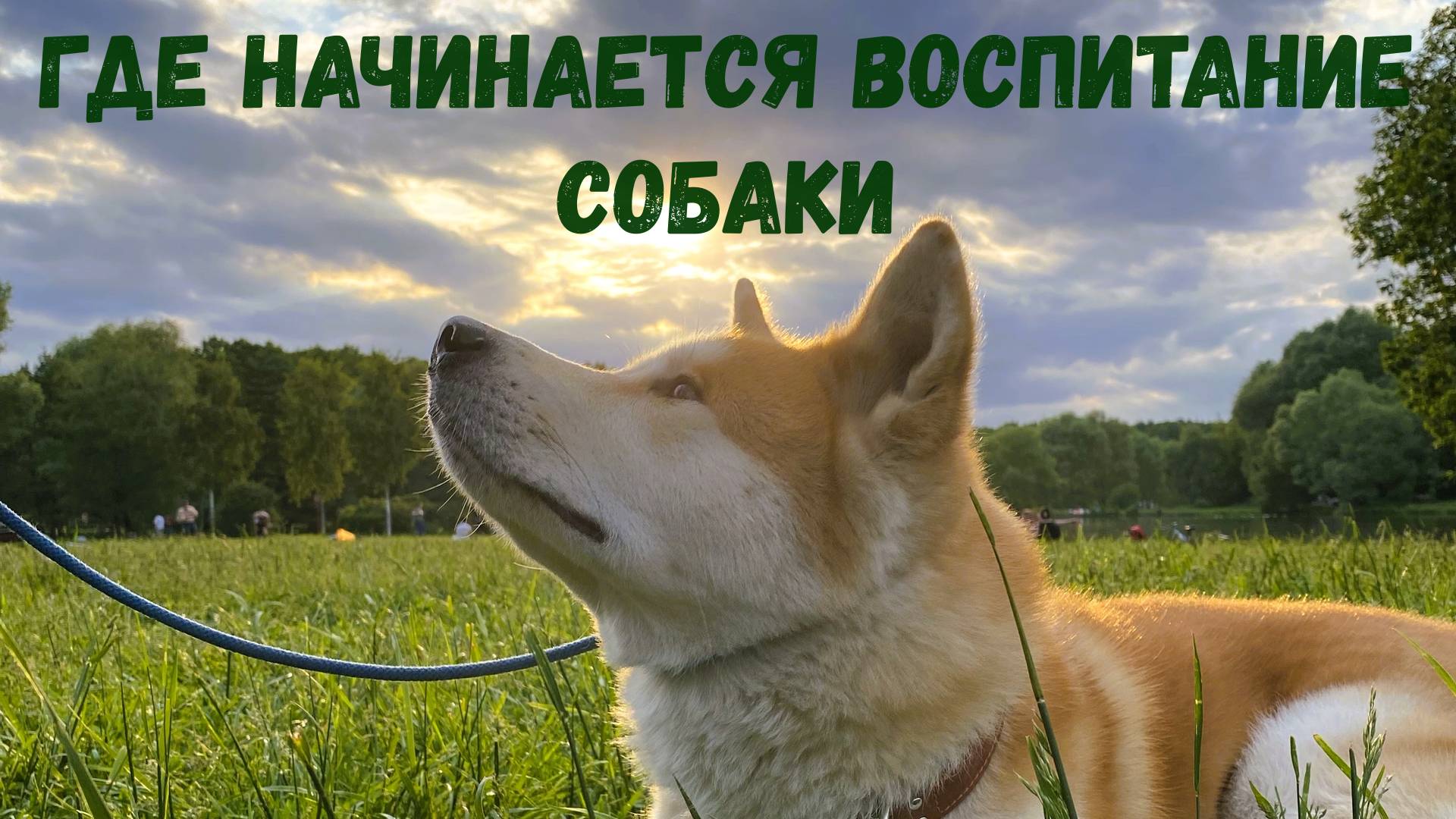 ГДЕ начинается воспитание собаки?