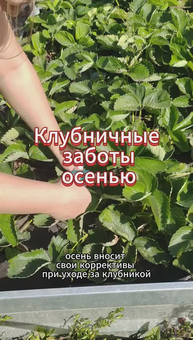 Клубника осенью: обрезка, подкормка и защита #клубника #shorts