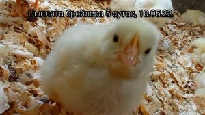 Цыплята бройлера, 5 суток пропойка температурный
