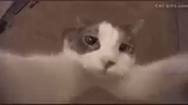 г