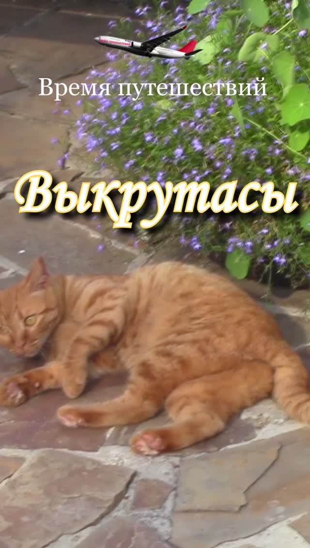 Выкрутасы рыжего кота