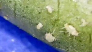 Борьба с паразитами идёт полным ходом. (микроскоп)