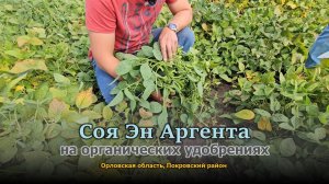 Сорт сои Эн Аргента в прифермском севообороте. Жирует или выдаёт на гора?
