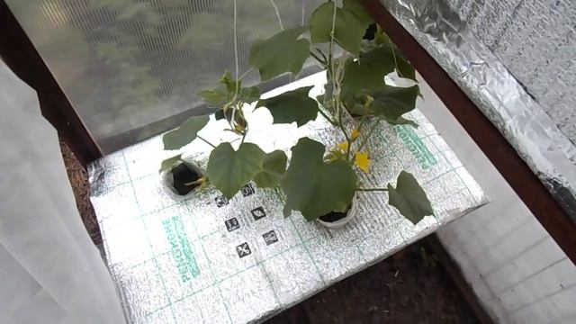 80 Томаты и огурцы в аквапотах на 19 июня (гидропоника) смотреть онлайн