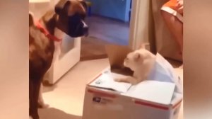 Коты против собак, 3. Коты сильнее?..;)