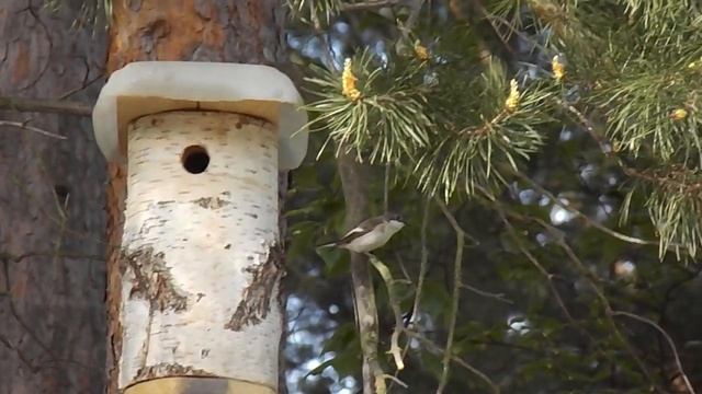 88 Мухоловка пеструшка заселилась в синичник. смотреть онлайн