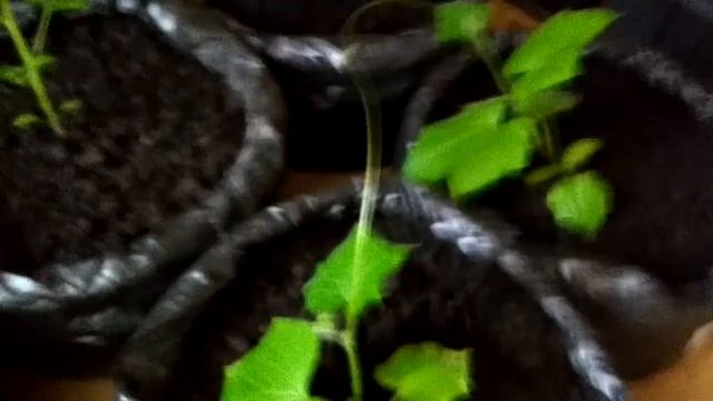 Большой урожай огурцов и томатов №4 смотреть онлайн