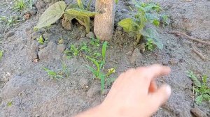 Тех.Срез Павловнии,что будет,если его не сделать :-))