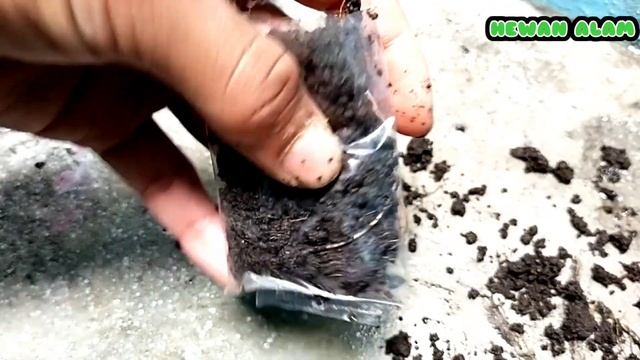 NEW METHOD FOR GROWING ROOTS FASTER GROWING PLANTS - AIR LAYERING PLANTS EXAMPLE