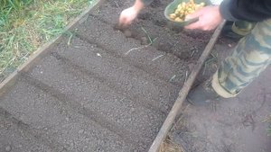 Посадка лука севка осенью под зиму.Самый простой способ посадки озимого лука