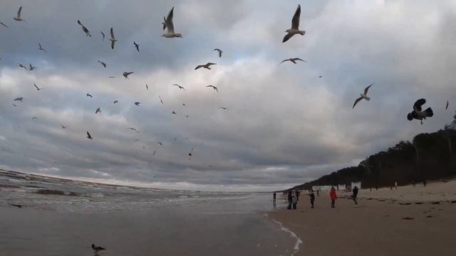 ЕДЕМ В ЮРМАЛУ! ДОМ ЛАЙМЫ ВАЙКУЛЕ. КОРМИМ ПТИЦ НА БАЛТИКЕ! ГОРОДСКОЙ МУЗЕЙ ЮРМАЛЫ. смотреть онлайн