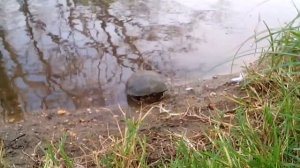 Отпускаем дикую черепаху на волю