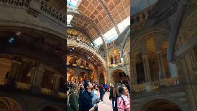 🦖 World Famous- Natural History Museum London - The Dinosaur Museum UK || Fossils of Dinosaur #skul