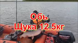 щука 12,5