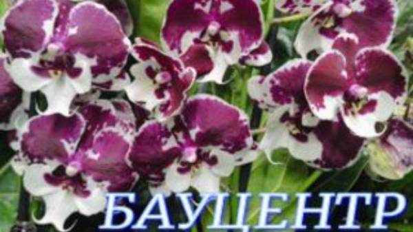 №944/ СВЕЖИЕ, чудесные ОРХИДЕИ в БАУЦЕНТРЕ