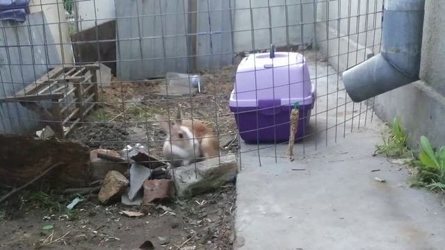 Кролик пролазит через сетку