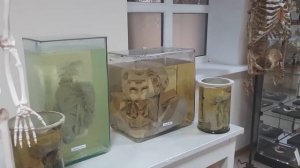 Анатомический музей