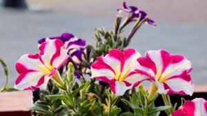 Магнезит: индустрия для города Сатка