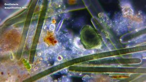 Как двигаются водоросли Oscillatoria Cyanobacteria