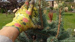 Пересадка взрослой гортензии/ приствольный круг у ели / сентябрь 2024