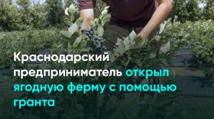 Краснодарский предприниматель открыл ягодную ферму с помощью гранта