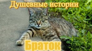 Браток