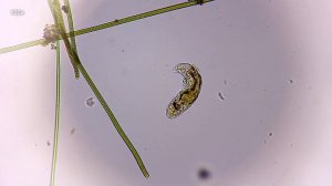 Коловратка под микроскопом - Rotifera