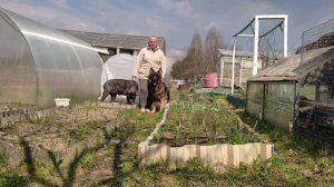 Как научить собаку не ходить по грядкам.