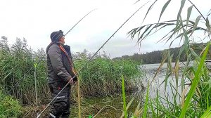 Прорубил окно в камыше.Ловлю здоровенных Лещей на фидер. Фидерная ловля на дальних дистанциях.