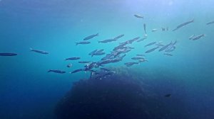 2024.09.18. Симеиз. Тихая бухта. Нерест кефали. 4K.