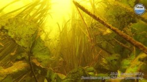 2017_08_20 - Выходные с клубом на реке Судость (Юдиново)