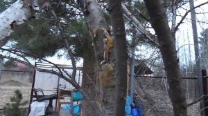 90 Садовый вар ГРИН БЭЛТ после зимы. Отзыв.