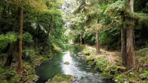 There  Waterfalls. North Island. New Zealand. 10 min of Relaxing music. Отдохни.