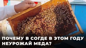 Пчеловоды Согда жалуются на плохой урожай: в чем причина?