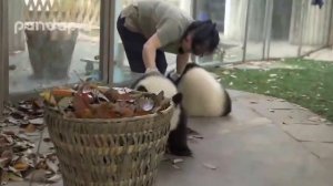 Тяжелые будни работников зоопарка