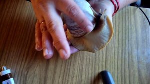 Лечим улитку ахатину от микоза. Попытки восстановить панцирь.