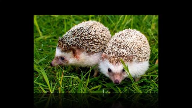 Удивительные ежики