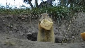 Суслик ест хлеб