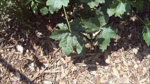 Flutter by the Butterfly Pavilion at the Natural History Museum, in Los Angeles